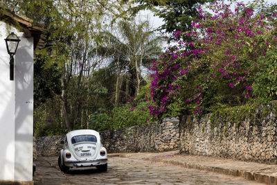 Car on road by trees in forest