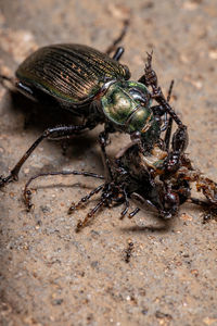 Close-up of fly