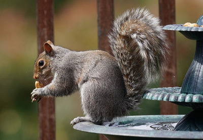 A squirrel nibbles on a peanut