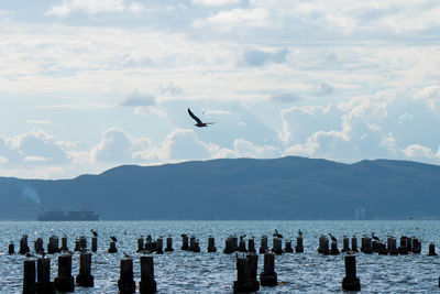 Seagulls flying over sea against sky