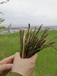 Close-up of hand holding plant against sky