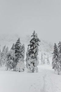 Pine trees on snow covered field against sky