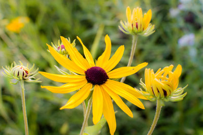 Close-up of yellow flowers