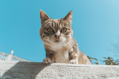 Close-up of cat