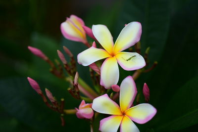 Close-up of purple flower