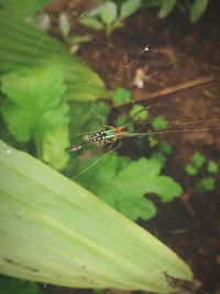 Close-up of spider on web