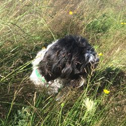 High angle view of dog on field