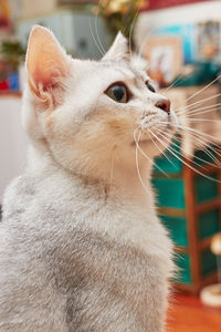 Close-up of cat looking up