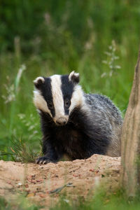 View of cat sitting on land