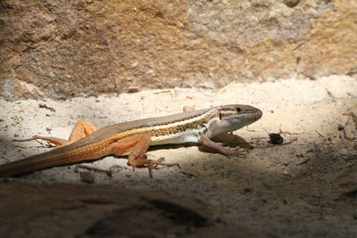 Close-up of lizard