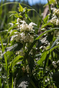 Close-up of white flowering plant