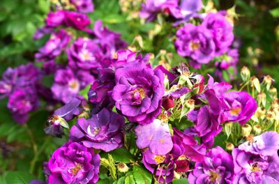 Close-up of purple flowers blooming outdoors