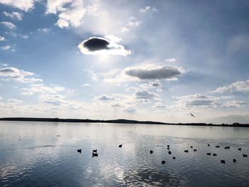 Swans swimming in lake against sky