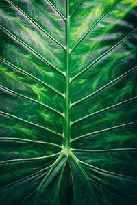 Full frame shot of green leaves