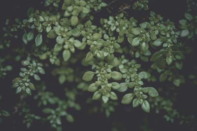 High angle view of white flowering plant