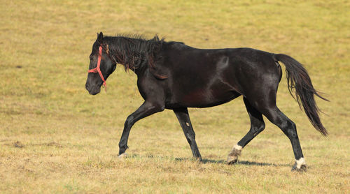 Side view of black dog running on field