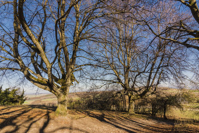 Bare trees on field against sky