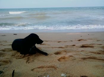 Dog on beach