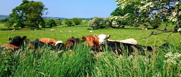 Cows grazing on grassy field