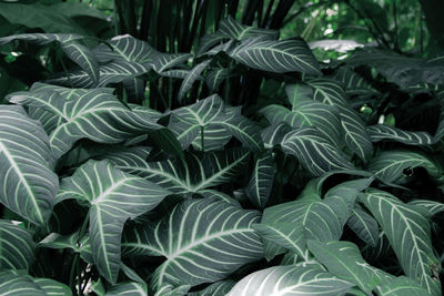 Full frame shot of plants