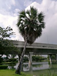 Low angle view of palm tree against sky