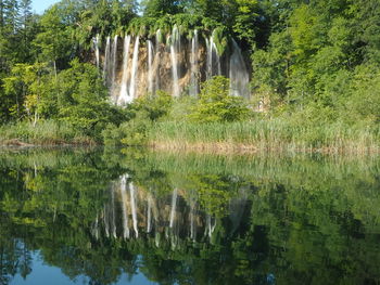 Scenic view of lake in forest