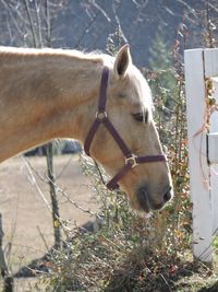 Close-up of a horse on field