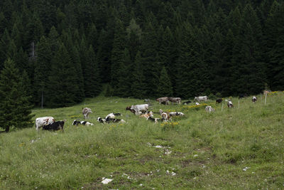 Flock of sheep on grassy field