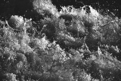 Trees in water