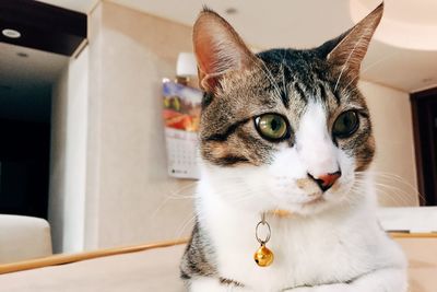 Close-up portrait of a cat