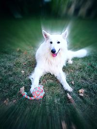 Portrait of white dog on field