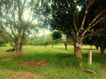 Trees on field