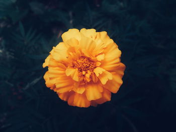 Close-up of marigold blooming outdoors