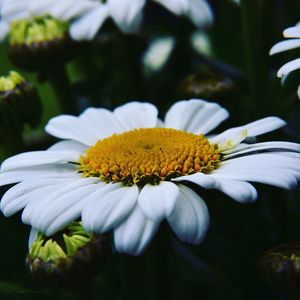 Close-up of yellow flower blooming outdoors