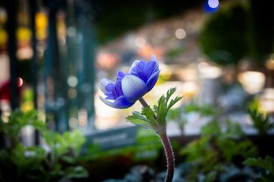 Close-up of purple flowering plant