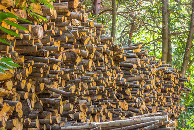 Stack of logs in forest