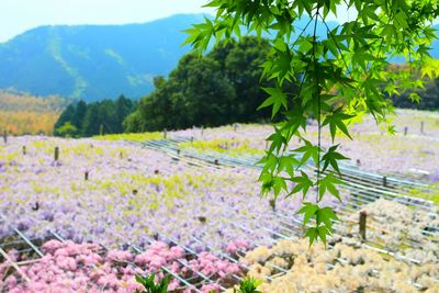 Plants growing on field