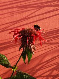 Close-up of red flower on plant