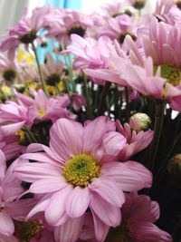 Close-up of pink flowers