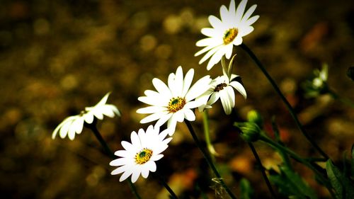 Close-up of white flowers blooming outdoors