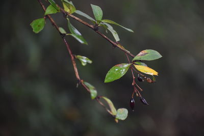 Close-up of leaves on plant