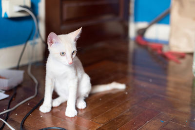 Cat sitting on floor at home