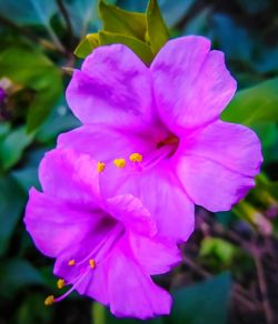 Close-up of pink flower blooming outdoors