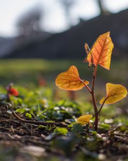 Close-up of autumnal leaves on land