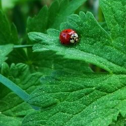 Close-up of ladybug on leaf