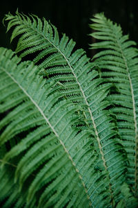 Close-up of fern leaves