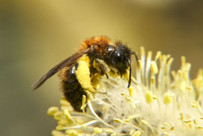 Close-up of bee pollinating on flower