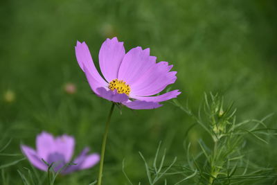 Close-up of pink crocus flower