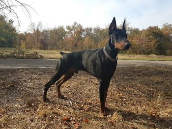 Dog on dirt road against sky