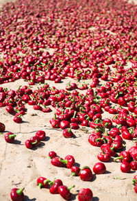 Close-up of red berries